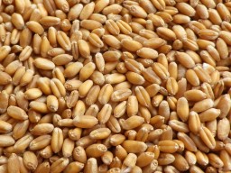 Wheat for export from USA