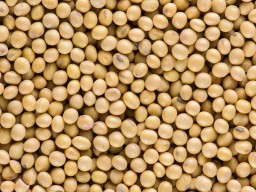 Huge-size soybean export New Zealand