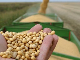 Chickpeas for export available in bulk