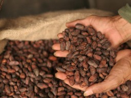 Huge quantity available: Cocoa Beans