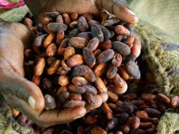 Raw cocoa beans, processed and packed