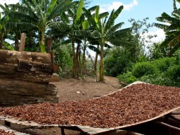 Ecuador cocoa beans, top quality