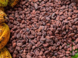 Cocoa beans from Ghana farmers directly