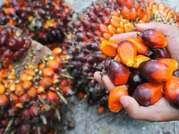 Big-size cocoa beans good quality