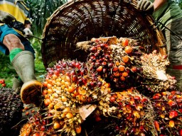 Cocoa beans from local farmers